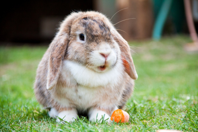 top world's most beautiful rabbit breeds
