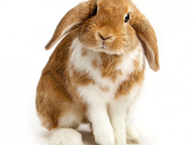 top world's most beautiful rabbit breeds
