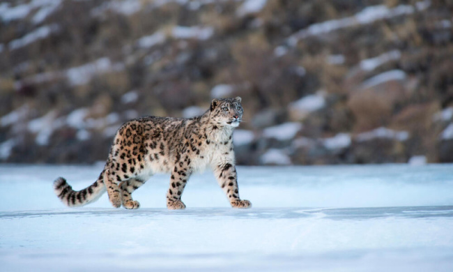 top world's most solitary animals